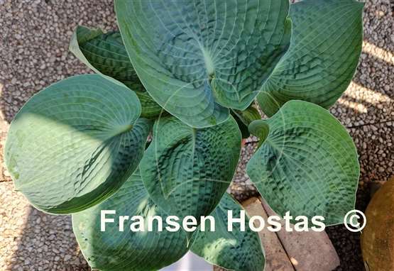 Hosta Abiqua Drinking Gourd